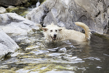 Dog in water pools