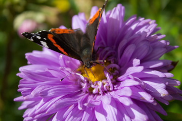 обед для бабочки