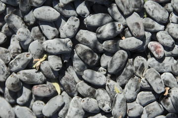 Honeysuckle harvest