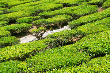 Tea fields in the highlands of Malaysia