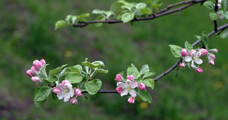 flower apple