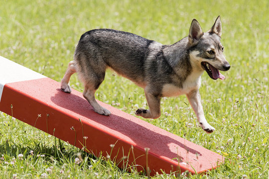 spitz des wisigoths  en agility