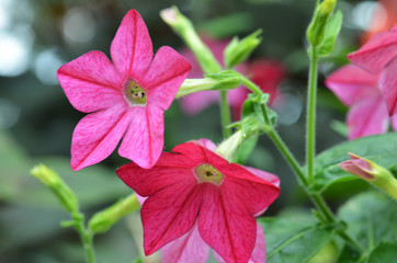 Fragrant tabak bloom in the garden