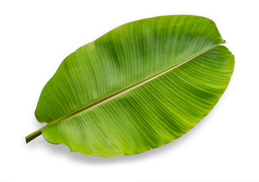 Fototapeta Banana leaf isolated on white background. File contains a clipping path.