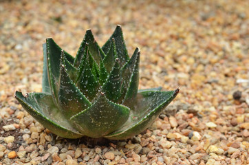 Succulent plant in Garden by the Bay