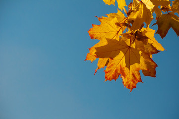 Lonely beautiful autumn tree