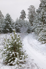 Obraz premium winter Forest