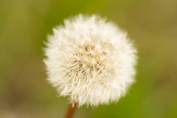 dandelion
