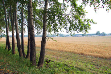 Fototapeta premium field