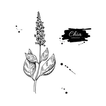 Chia plant vector superfood drawing. Isolated hand drawn  illust