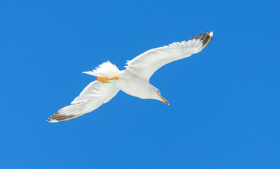 Seagull is flying and soaring over blue sea.