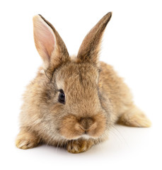Obraz premium Brown rabbit on white.