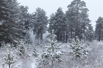 winter Forest