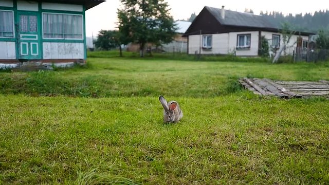 rabbit in the yard on a farm  