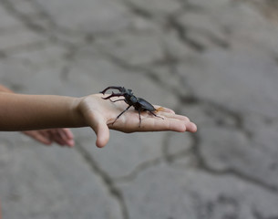 Stag beetle insect in a kid child hand photo (Lucanus cervus)