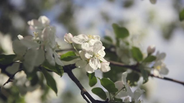 Beautiful Blooming Apple Tree