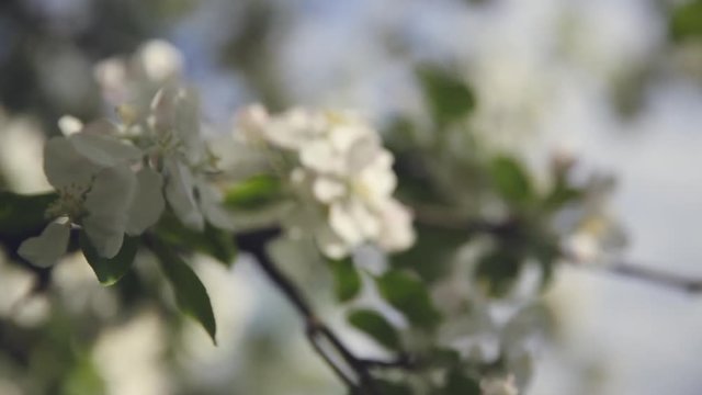 Beautiful Blooming Apple Tree
