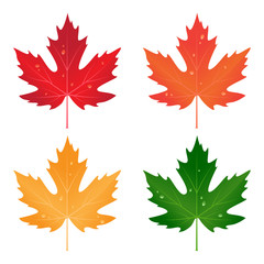 set of colored vector maple leaves with drops of water
