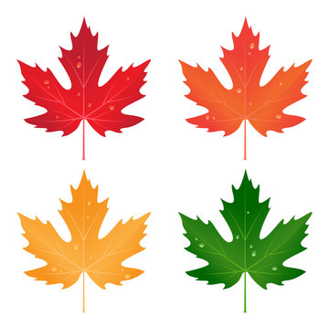 set of colored vector maple leaves with drops of water