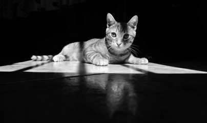 kot © mariuszpakiela