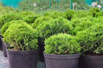 Fototapeta premium Rows of green seedlings of juniper with black spherical pots on the market close up.
