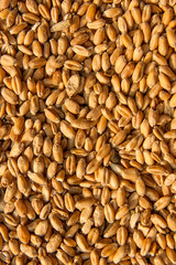 Grains of wheat in close up view perfect agriculture texture ima