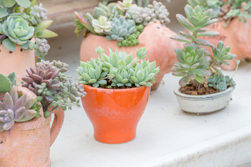 succulent plants