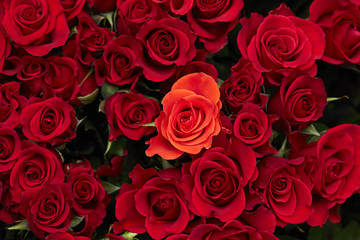 Rose background