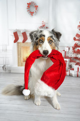 Niedlicher Hund sitzt in einem Wohnzimmer mit Kamin, Weihnachtsbaum und Geschenken in der Maul hält er grinsend eine Mütze vom Weihnachtsmann - 118360146