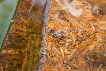 Bees drinking water on the wooden plank at the summer.