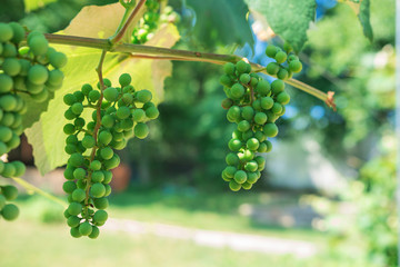 green grapes fruit on the vine. unripe