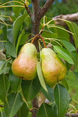 Shiny delicious pears hanging from a tree branch in the orchard.