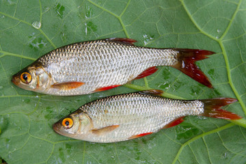 Several common rudd fish on natural background.