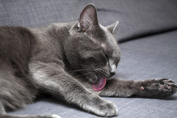 A gray cat cleaning itself on a gray couch. - 118361340