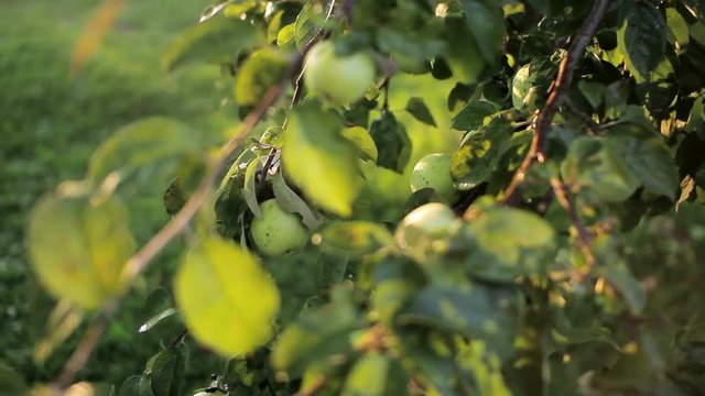 Red and green apples hanging on a branch of apple. Independent harvest garden vegetables. moving the camera
