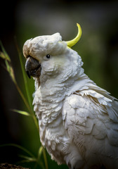 Cockatoo