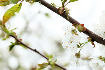 Blooming tree with the white flowers, outdoors