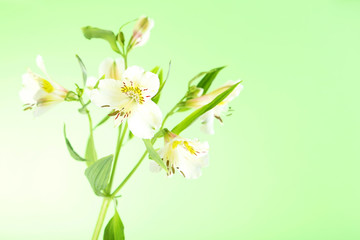 Beautiful alstroemeria flowers on a green background