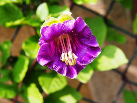 Cobaea scandens (Mexican ivy, monastery bells, cathedral bells, cup-and-saucer wine). 