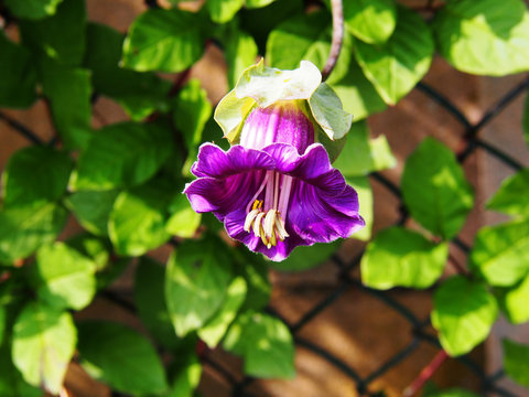 Cobaea scandens (Mexican ivy, monastery bells, cathedral bells, cup-and-saucer wine). 