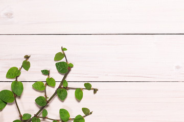 白い板壁とつる植物の葉