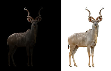 greater kudu in the dark and white background