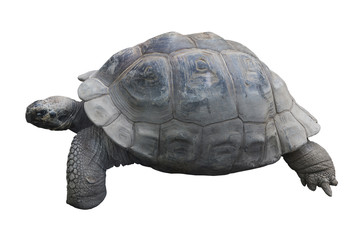 Galapagos tortoise (Chelonoidis elephantopus) on a white background isolated