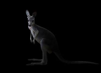 kangourou dans le noir