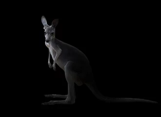 Papier Peint photo autocollant Kangourou kangourou dans le noir