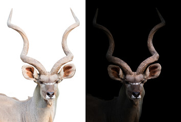 greater kudu in the dark and white background