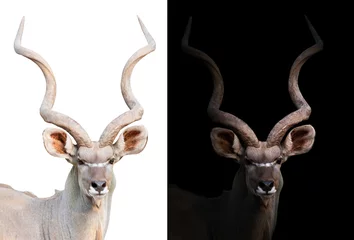 Fotobehang grotere kudu op de donkere en witte achtergrond © anankkml