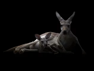 Papier Peint photo Kangourou kangourou dans le noir
