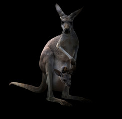 Känguru im Dunkeln