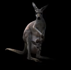 Foto op geborsteld aluminium Kangoeroe kangoeroe in het donker
